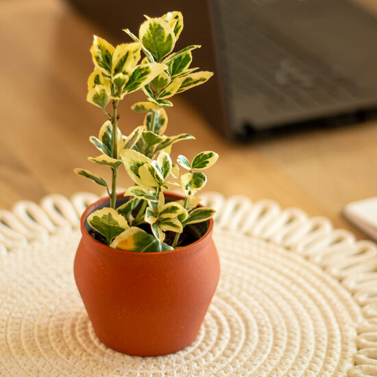 Mini kaspók, virágtartók